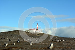 ÃÂ¡olony of Magellanic penguins