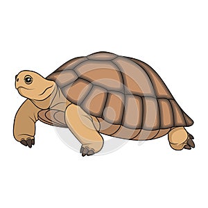 Ð¡olor illustration with turtle.