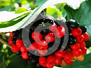 Ð¡olorful berries on a beautiful shrub