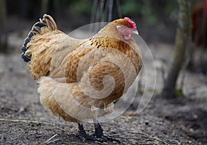 Ð¡olorful chicken on the farm close up