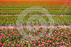 Olorful Dutch pink tulips blooming in a flower field and a windmill