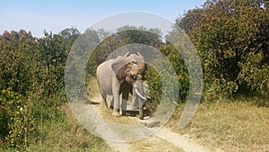 Olpejeta conservancy Safari