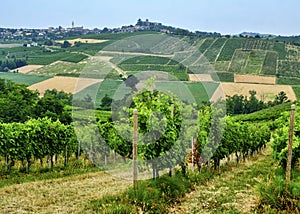 Oltrepo Piacentino Italy, rural landscape at summer photo