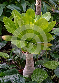 Olulu or Cabbage on a Stick