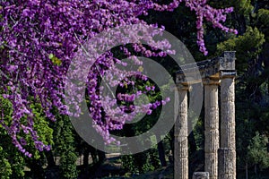 Olympia Archaeological Site with Beautiful Pink Blooming Flowers, Greece