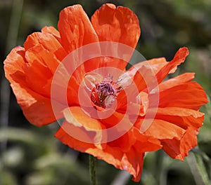 An Olympia Orange Oriental Poppy, or Papaver orientale