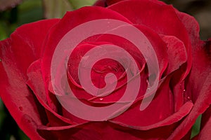 Olympiad Red Rose