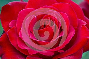 Olympiad Red Rose Flower