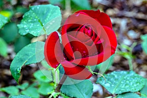 Olympiad Red Rose Flower photo