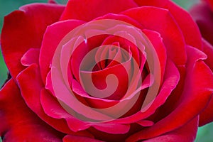 Olympiad Red Rose Flower photo