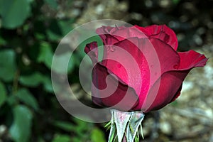 Olympiad Red Rose Flower Profile