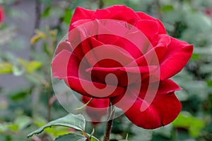 Olympiad Red Rose Flower in Sunlight photo