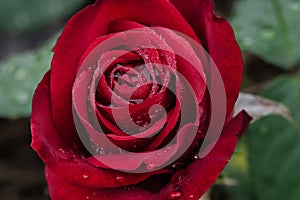 Olympiad Red Rose Petal Swirl photo