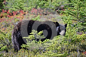 Olympic Bear