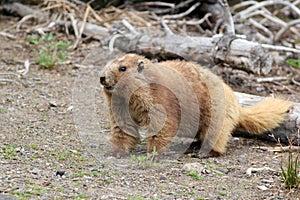 Olímpico marmota 