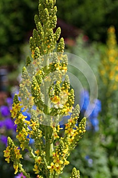 Olympic mullein healing plant (Verbascum)