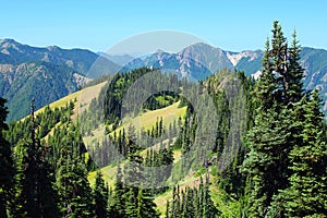 Olympic National Park Alpine Meadows on Hurricane Ridge above Elwha River Valley, Washington State, Pacific Northwest