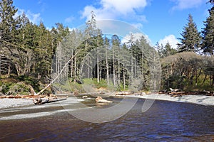 Olympic National Park, Cedar Creek Estuary at Ruby Beach with Temperate Pacific Rainforest, Washington State, USA