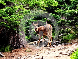 Olympic National Park Hurricane Ridge Road trail Deer in the forest