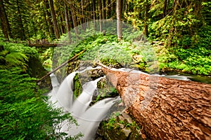 Olympic National Park