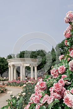 Olympic park rose garden in Seoul, Korea