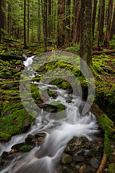 Olympic Peninsula Creek, Washington State