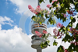 Olympics between flowering trees