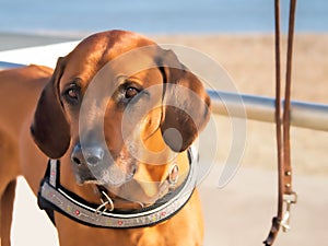Portrait Of A Rhodesian Ridgeback