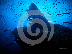 Group of barracuda