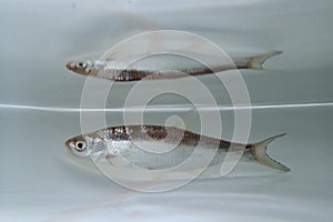 Common bleak (Alburnus alburnus) swimming under the water