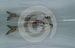 Common bleak (Alburnus alburnus) swimming under the water