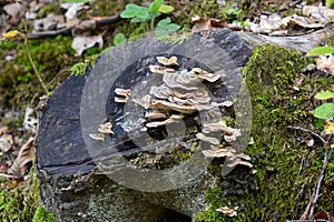 Polypore photo
