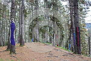 Oma forest, Urdaibai Biosphere Reserve