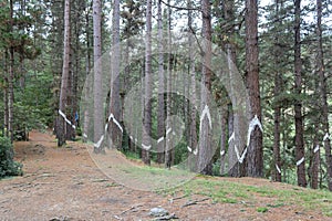 Oma forest, Urdaibai Biosphere Reserve