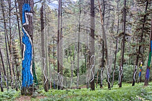 Oma forest, Urdaibai Biosphere Reserve