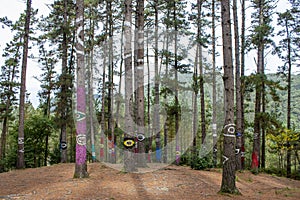 Oma forest, Urdaibai Biosphere Reserve