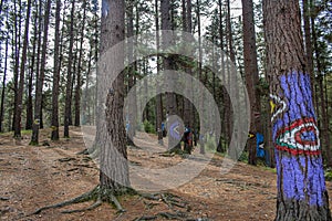 Oma forest, Urdaibai Biosphere Reserve