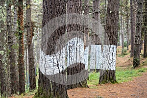 Oma forest, Urdaibai Biosphere Reserve