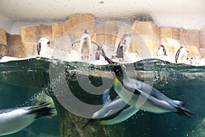 Omaha Zoo Penguins