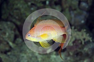 Oman anthias