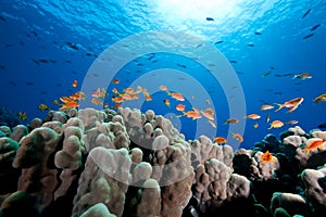 Oman anthias, coral and ocean