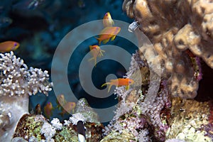 Oman anthias in the Red Sea.