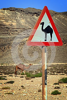Oman: Camel Warning with real camel