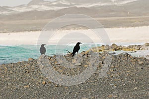 Oman Coast Landscape