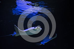 Oman cownose ray in an aquarium photo