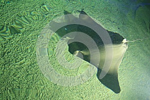 Oman cownose ray