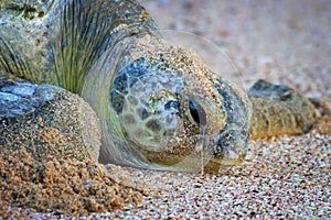 Omán llanto tortuga 