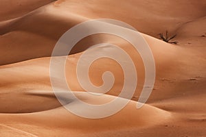 Oman: Empty quarter