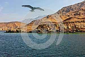 Oman fjords mountain rock landscape with flying seagull, Khasab