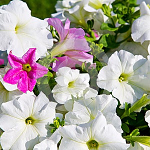 in oman flowers and garden the spring colors